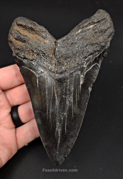 Authentic, 5.27" Fossil Megalodon Tooth - South Carolina