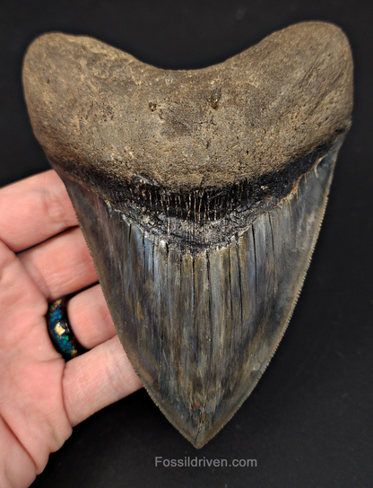 5.33" South Carolina Megalodon Tooth - Sharply Serrated - Restored Fossil Shark Tooth