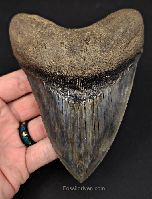 5.33" South Carolina Megalodon Tooth - Sharply Serrated - Restored Fossil Shark Tooth