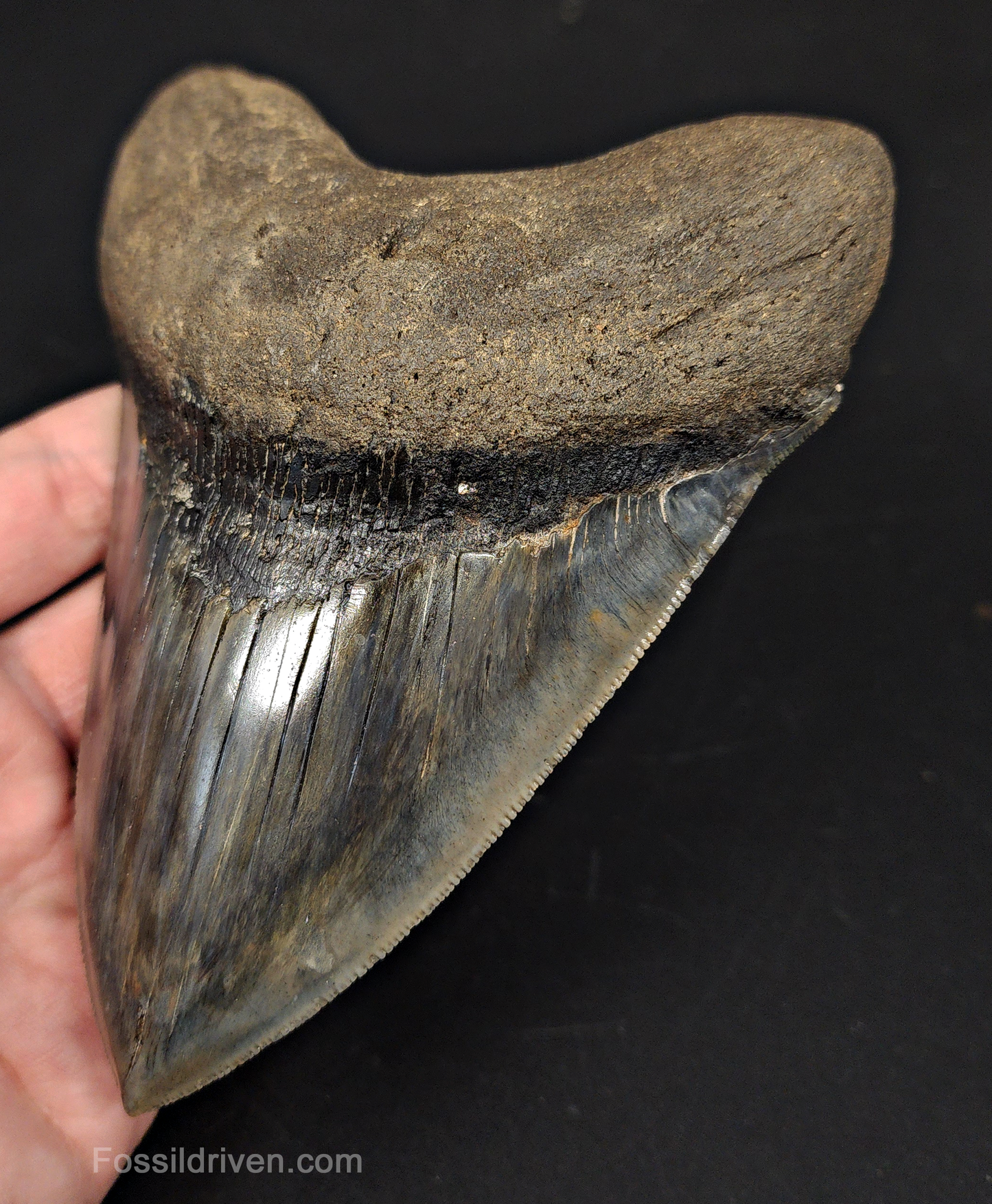 5.33" South Carolina Megalodon Tooth - Sharply Serrated - Restored Fossil Shark Tooth