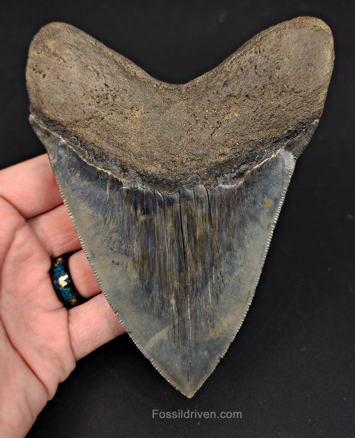 5.33" South Carolina Megalodon Tooth - Sharply Serrated - Restored Fossil Shark Tooth