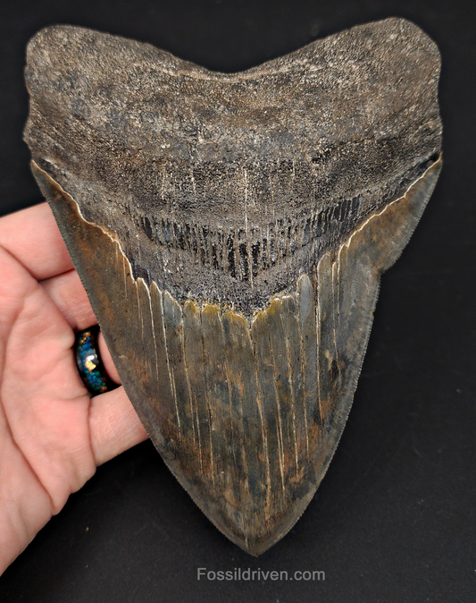 6.23" South Carolina Megalodon Tooth - Sharply Serrated - Restored Fossil Shark Tooth