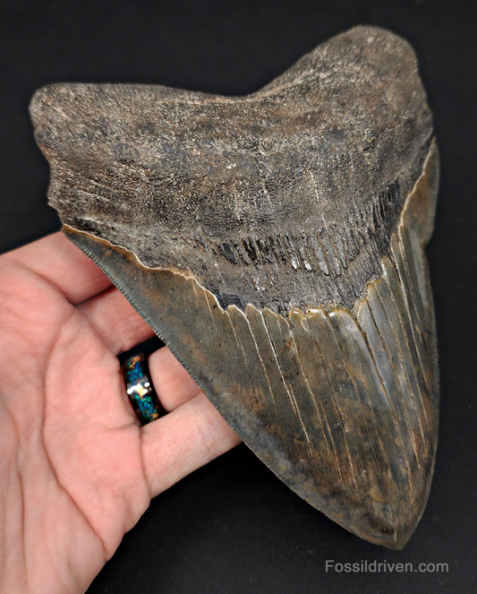 6.23" South Carolina Megalodon Tooth - Sharply Serrated - Restored Fossil Shark Tooth