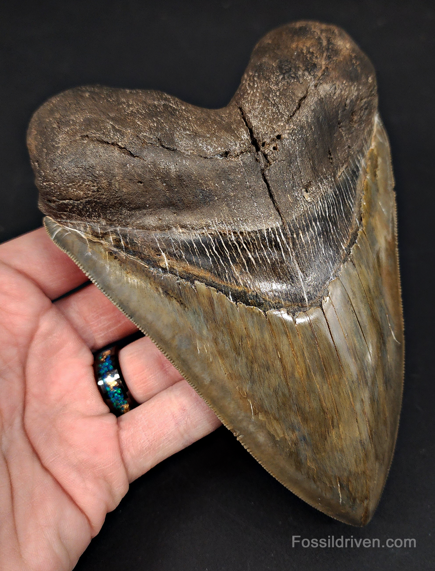 6.32" South Carolina Megalodon Tooth - Sharply Serrated - Restored Fossil Shark Tooth