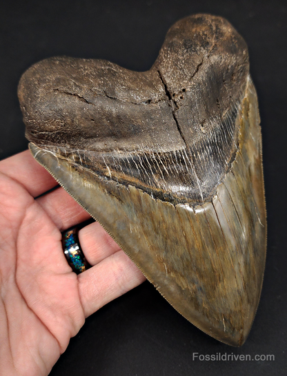 6.32" South Carolina Megalodon Tooth - Sharply Serrated - Restored Fossil Shark Tooth