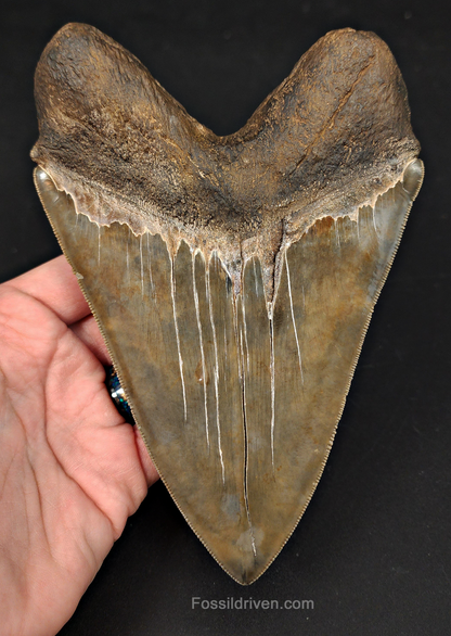6.32" South Carolina Megalodon Tooth - Sharply Serrated - Restored Fossil Shark Tooth