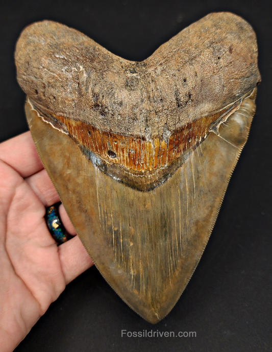 6.17" South Carolina Megalodon Tooth - Sharply Serrated - Restored Fossil Shark Tooth