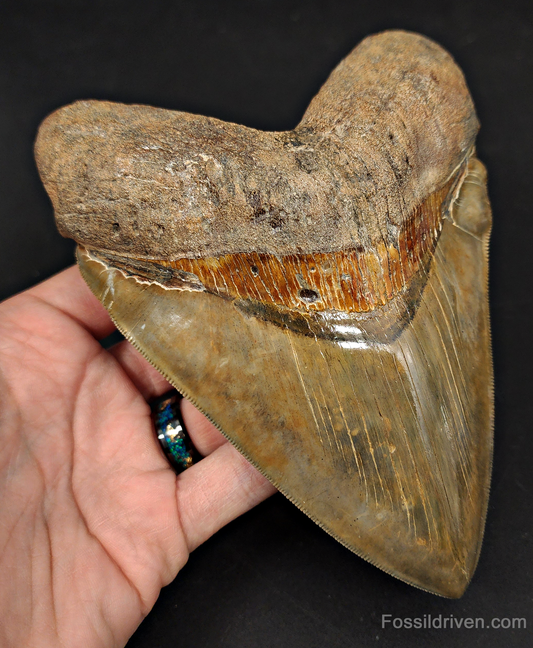 6.17" South Carolina Megalodon Tooth - Sharply Serrated - Restored Fossil Shark Tooth