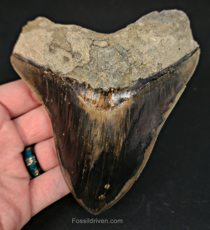 5.23" Indonesian Megalodon Tooth - Sharply Serrated - Real Fossil Shark Tooth
