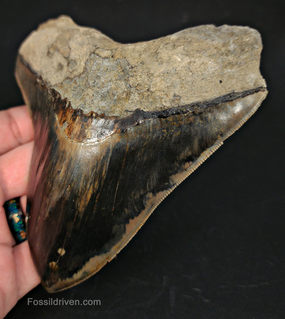 5.23" Indonesian Megalodon Tooth - Sharply Serrated - Real Fossil Shark Tooth