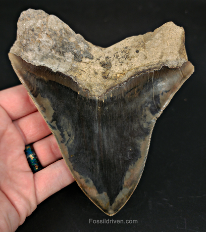 5.23" Indonesian Megalodon Tooth - Sharply Serrated - Real Fossil Shark Tooth