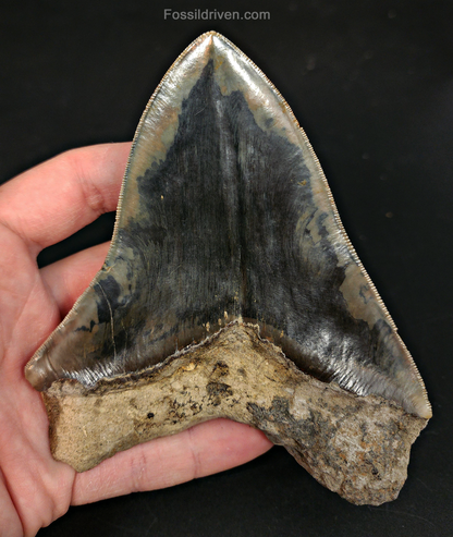 5.23" Indonesian Megalodon Tooth - Sharply Serrated - Real Fossil Shark Tooth