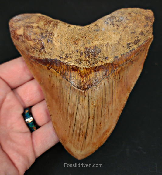 High-Quality 5.01" Megalodon Tooth - Indonesia - Real Fossil Shark Tooth