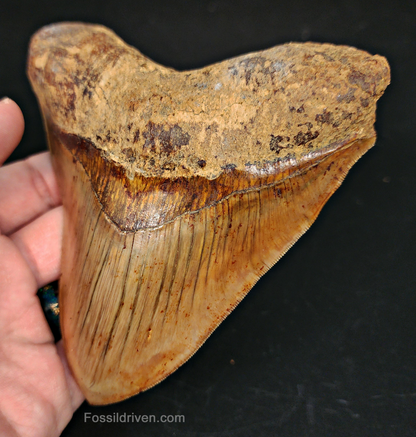 High-Quality 5.01" Megalodon Tooth - Indonesia - Real Fossil Shark Tooth
