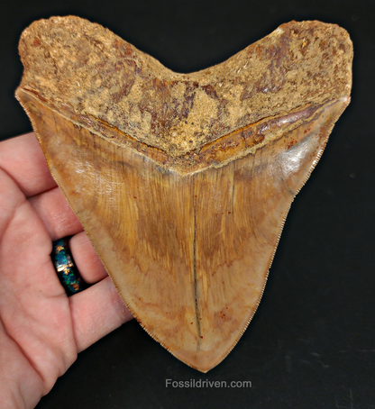 High-Quality 5.01" Megalodon Tooth - Indonesia - Real Fossil Shark Tooth