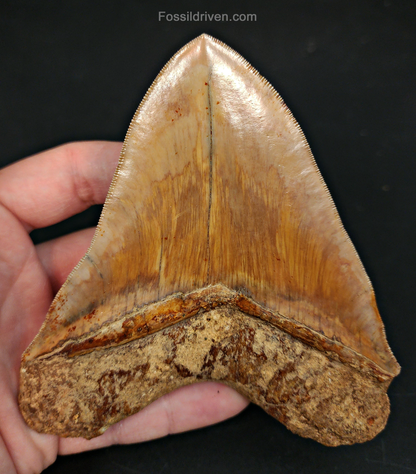 High-Quality 5.01" Megalodon Tooth - Indonesia - Real Fossil Shark Tooth