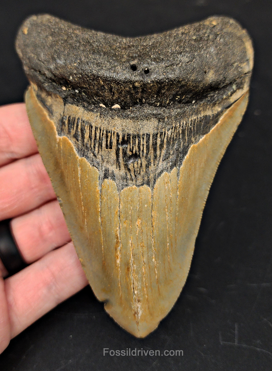 4.70" North Carolina Megalodon Tooth - Complete Specimen - Authentic Fossil Shark Tooth