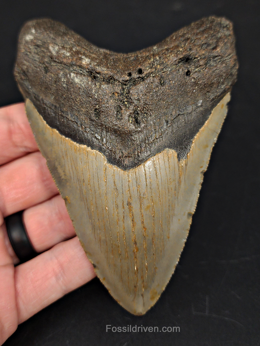 4.67" North Carolina Megalodon Tooth - Complete Specimen - Authentic Fossil Shark Tooth