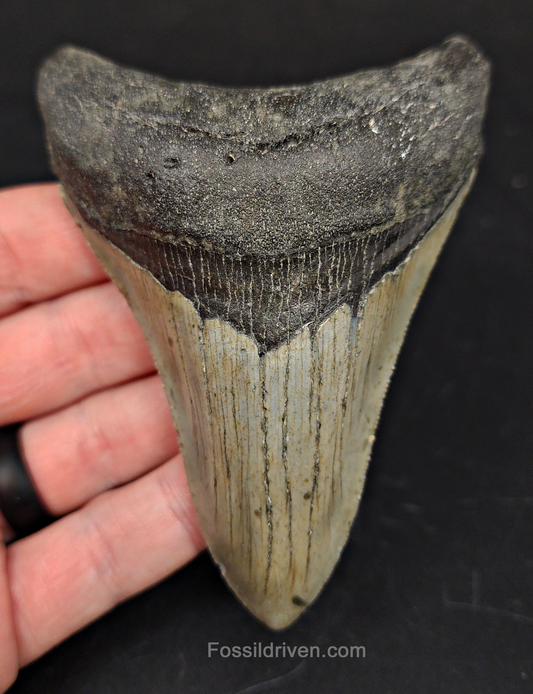 4.04" North Carolina Megalodon Tooth - Complete Specimen - Authentic Fossil Shark Tooth