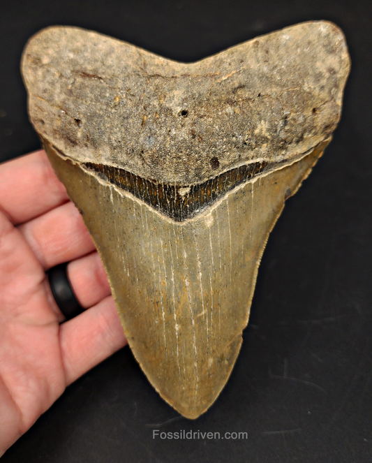 5.34" North Carolina Megalodon Tooth - Complete Specimen - Authentic Fossil Shark Tooth