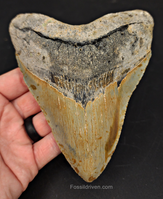 5.43" North Carolina Megalodon Tooth - Complete Specimen - Authentic Fossil Shark Tooth