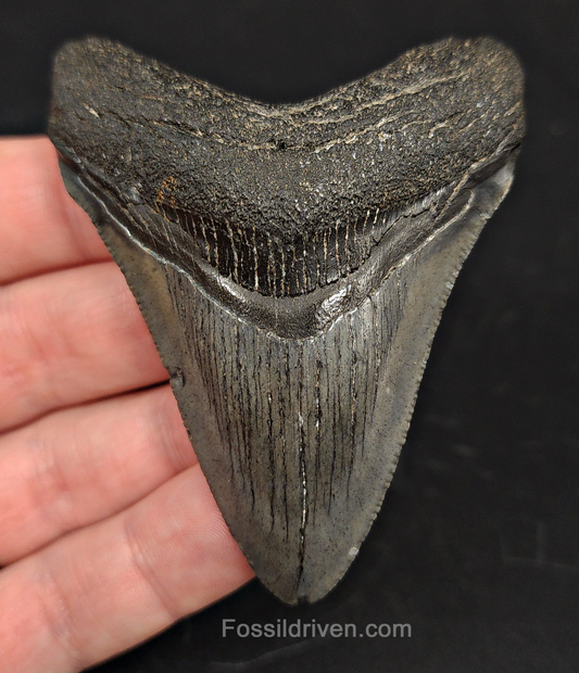 3.00" South Carolina Megalodon Tooth - Solid Specimen - Authentic Fossil Shark Tooth