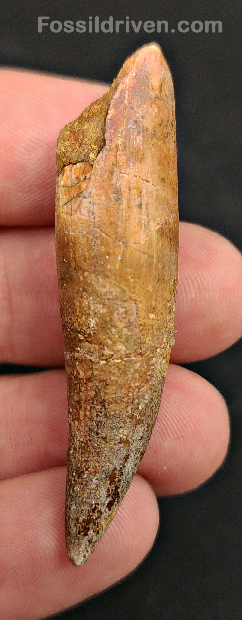 Authentic, 2.10" Spinosaurus Tooth - Real Dinosaur Tooth