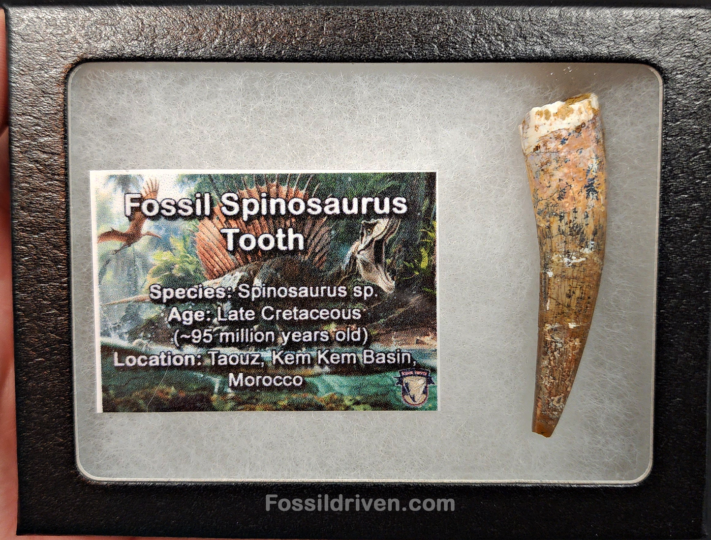 Authentic, 2.23" Spinosaurus Tooth - Real Dinosaur Tooth