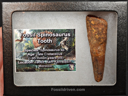 Authentic, 2.50" Spinosaurus Tooth - Real Dinosaur Tooth