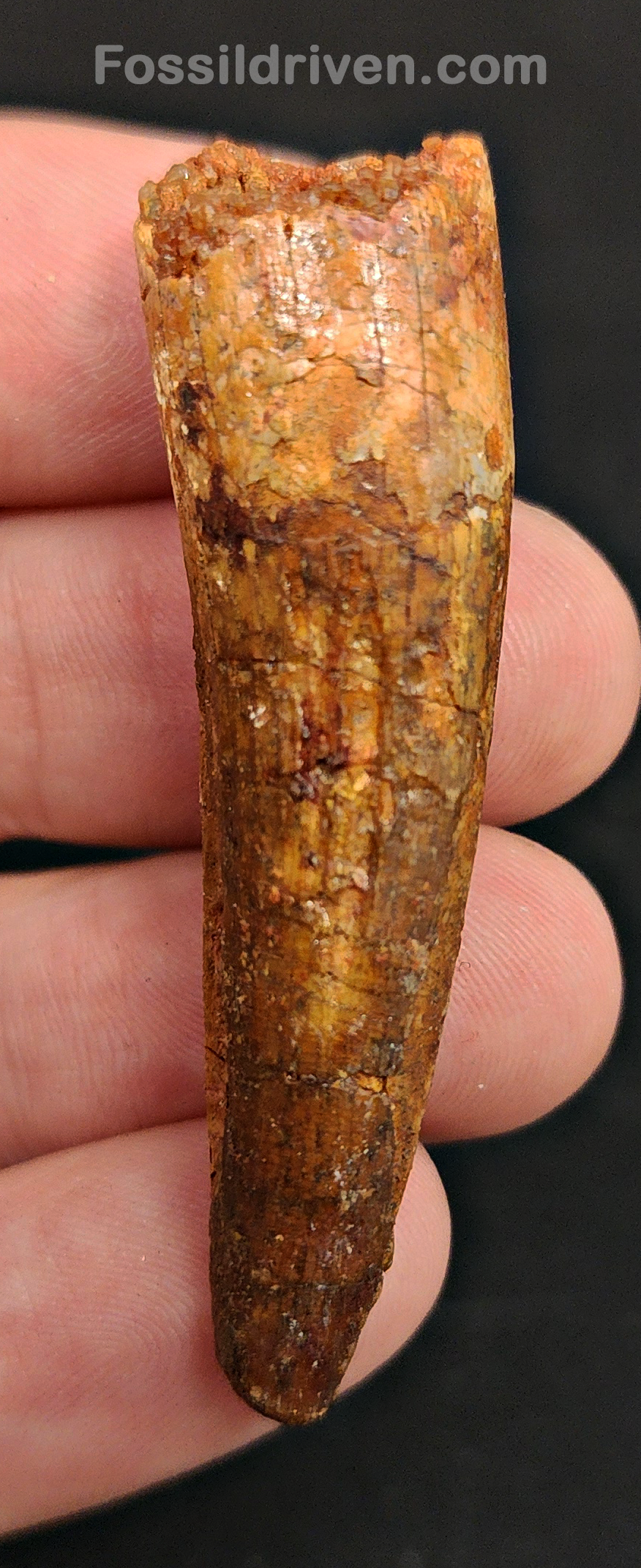 Authentic, 2.14" Spinosaurus Tooth - Real Dinosaur Tooth