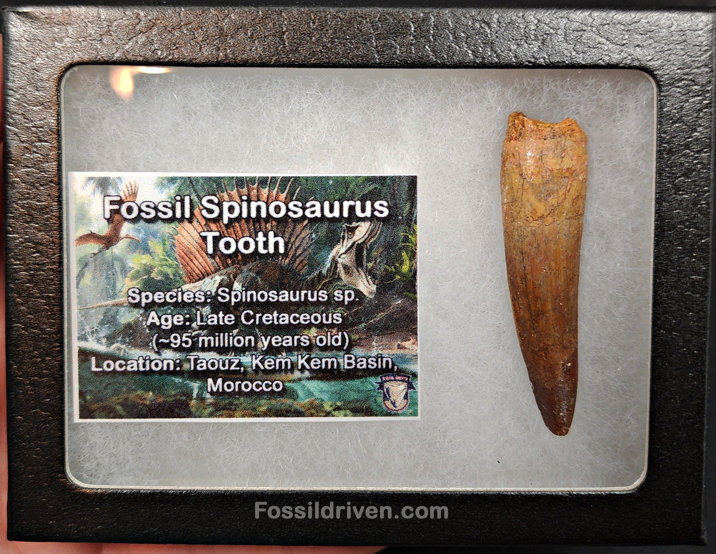 Authentic, 2.11" Spinosaurus Tooth - Real Dinosaur Tooth