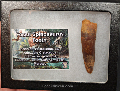 Authentic, 2.12" Spinosaurus Tooth - Real Dinosaur Tooth
