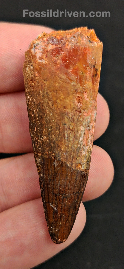 Authentic, 2.03" Spinosaurus Tooth - Real Dinosaur Tooth