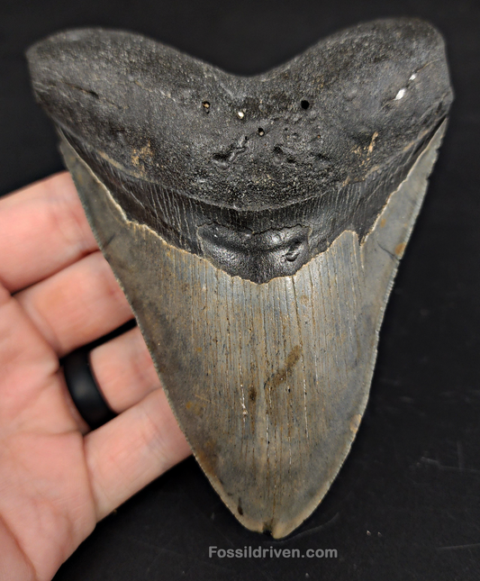 5.14" North Carolina Megalodon Tooth - Complete Specimen - Authentic Fossil Shark Tooth