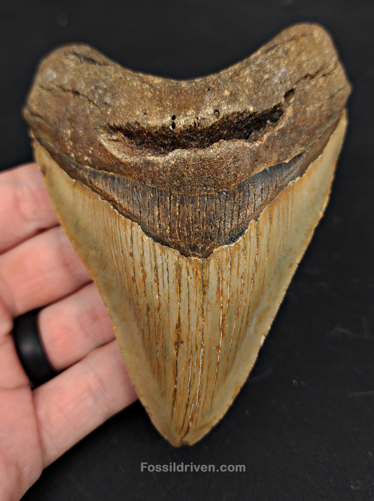 4.72" North Carolina Megalodon Tooth - Complete Specimen - Authentic Fossil Shark Tooth