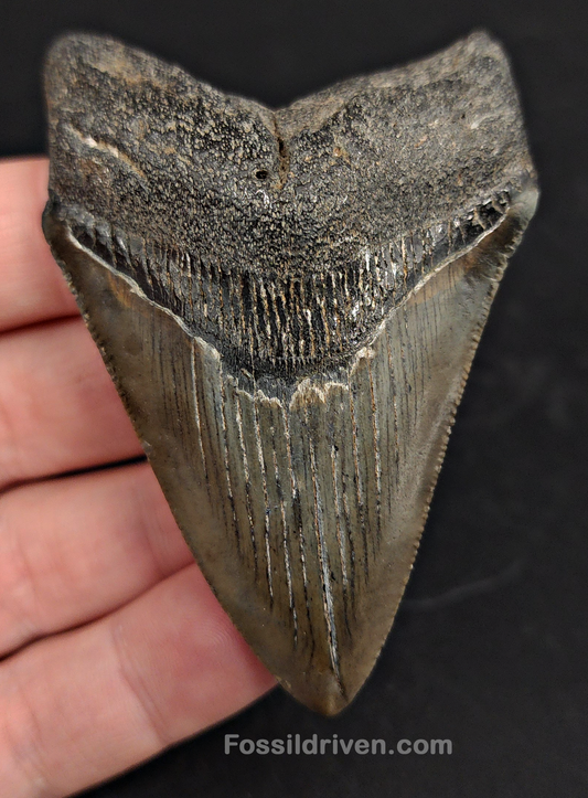 2.98" South Carolina Megalodon Tooth - Solid Specimen - Authentic Fossil Shark Tooth