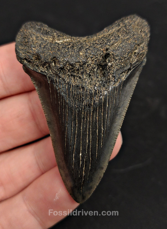2.53" South Carolina Megalodon Tooth - Solid Specimen - Authentic Fossil Shark Tooth