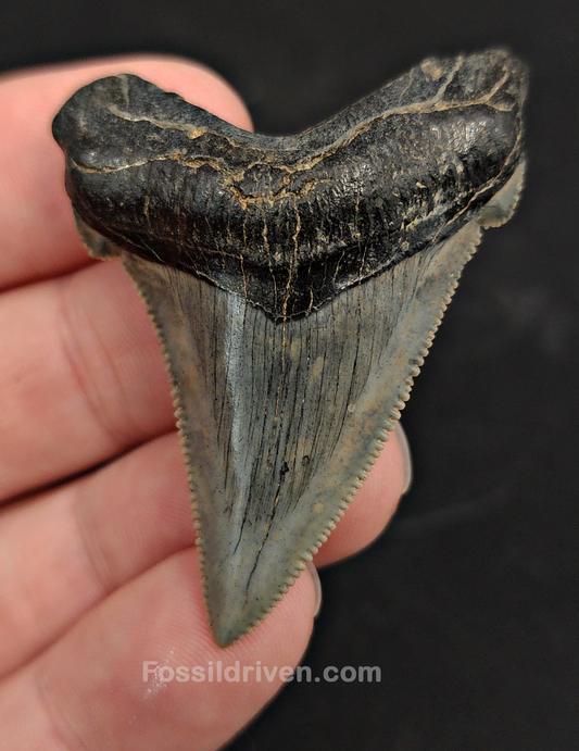 2.09" Fossil Angustidens Shark Tooth – Beaufort, South Carolina (Otodus angustidens)
