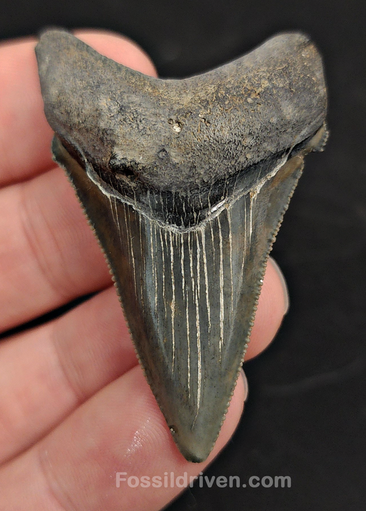 2.15" Fossil Angustidens Shark Tooth – Beaufort, South Carolina (Otodus angustidens)