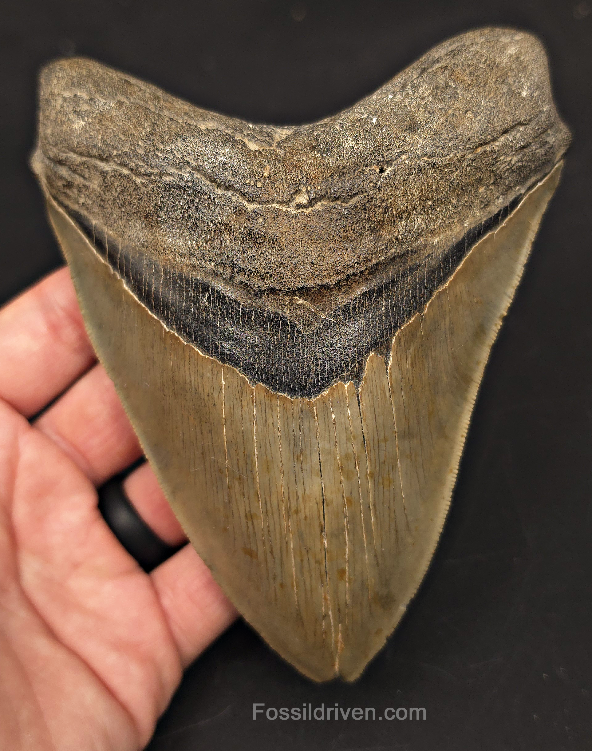 5.50" Fossil Megalodon Tooth - Charleston, South Carolina | Fossil Driven - Fossil Driven
