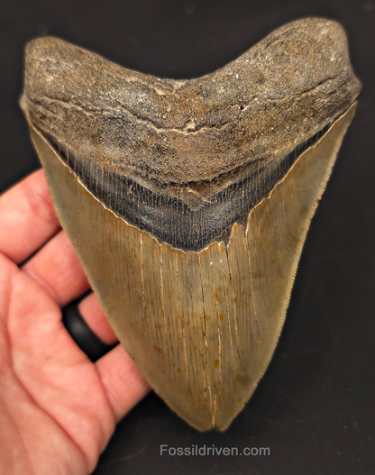 5.50" Fossil Megalodon Tooth - Charleston, South Carolina | Fossil Driven - Fossil Driven