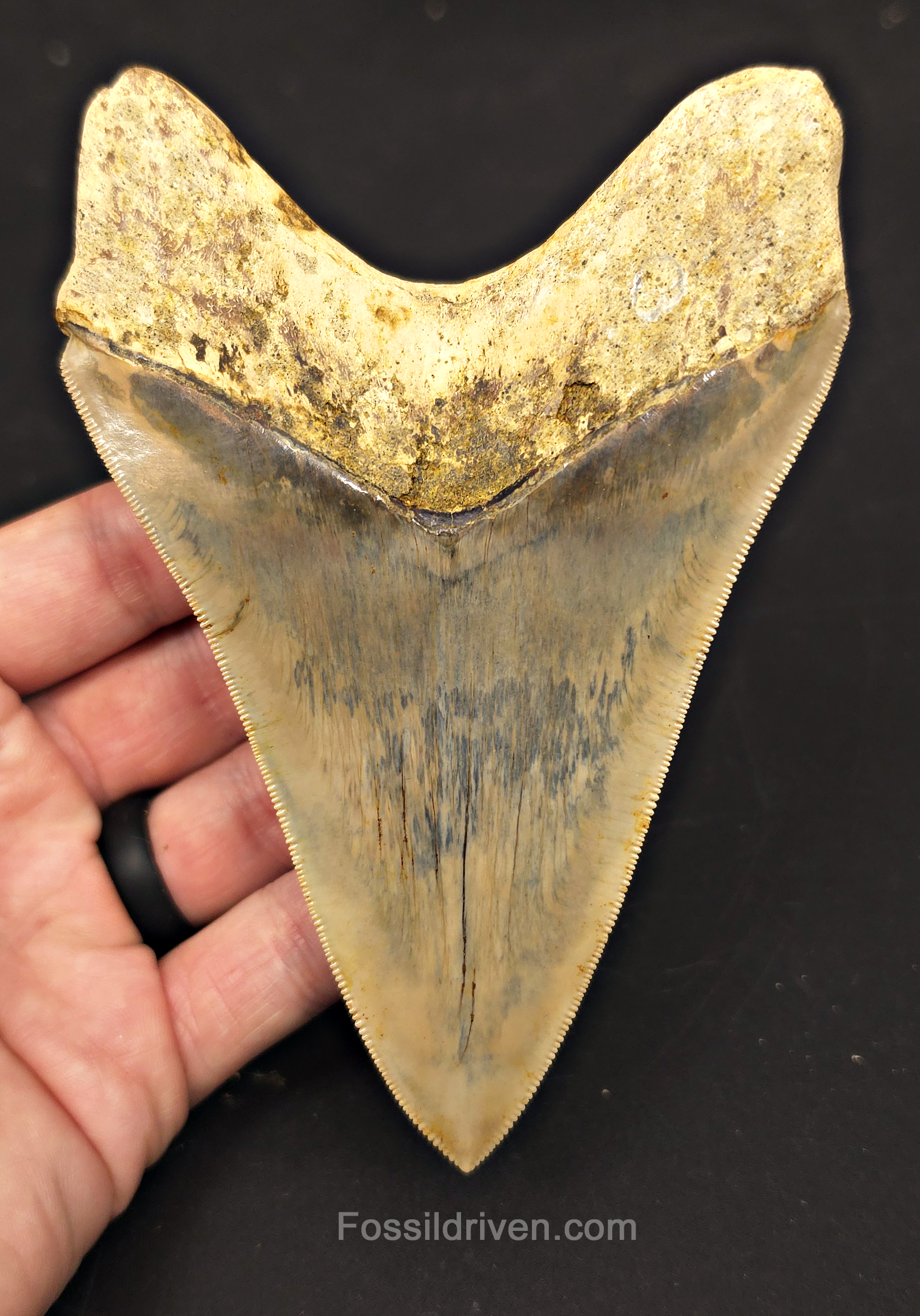 5.39" Top 1% Fossil Megalodon Tooth - Java, Indonesia | Fossil Driven - Fossil Driven