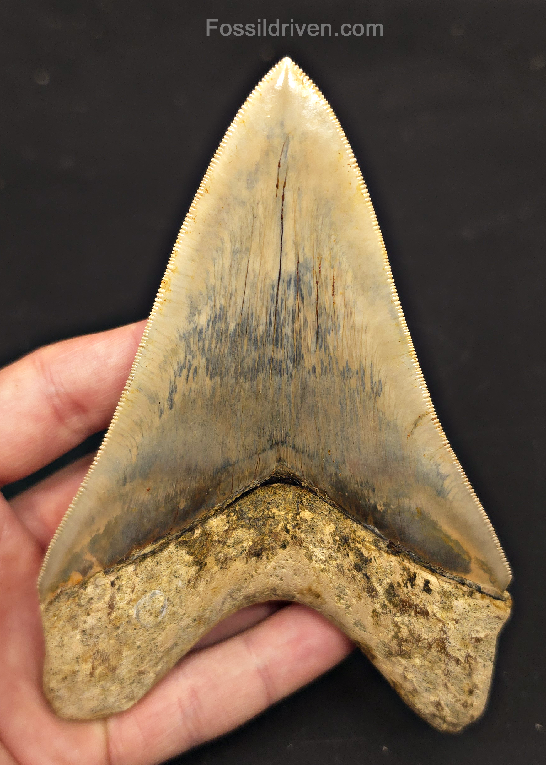5.39" Top 1% Fossil Megalodon Tooth - Java, Indonesia | Fossil Driven - Fossil Driven