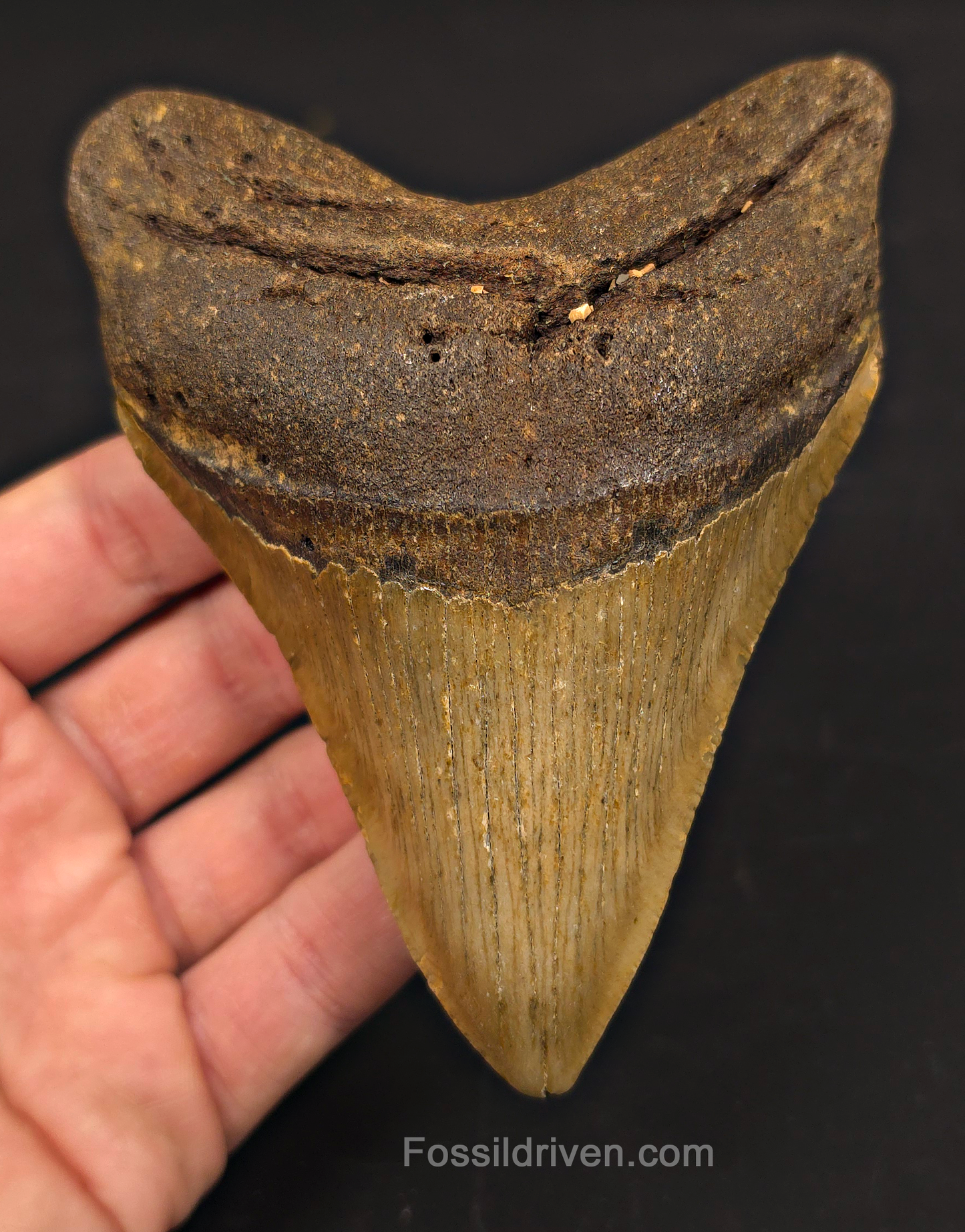 4.88" Fossil Megalodon Tooth - North Carolina | Fossil Driven
