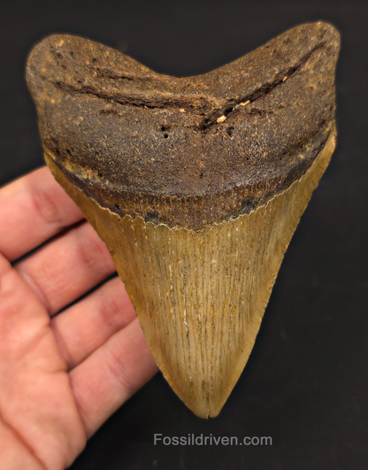 4.88" Fossil Megalodon Tooth - North Carolina | Fossil Driven