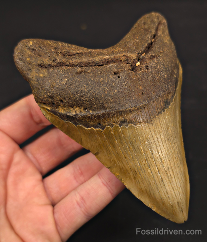 4.88" Fossil Megalodon Tooth - North Carolina | Fossil Driven