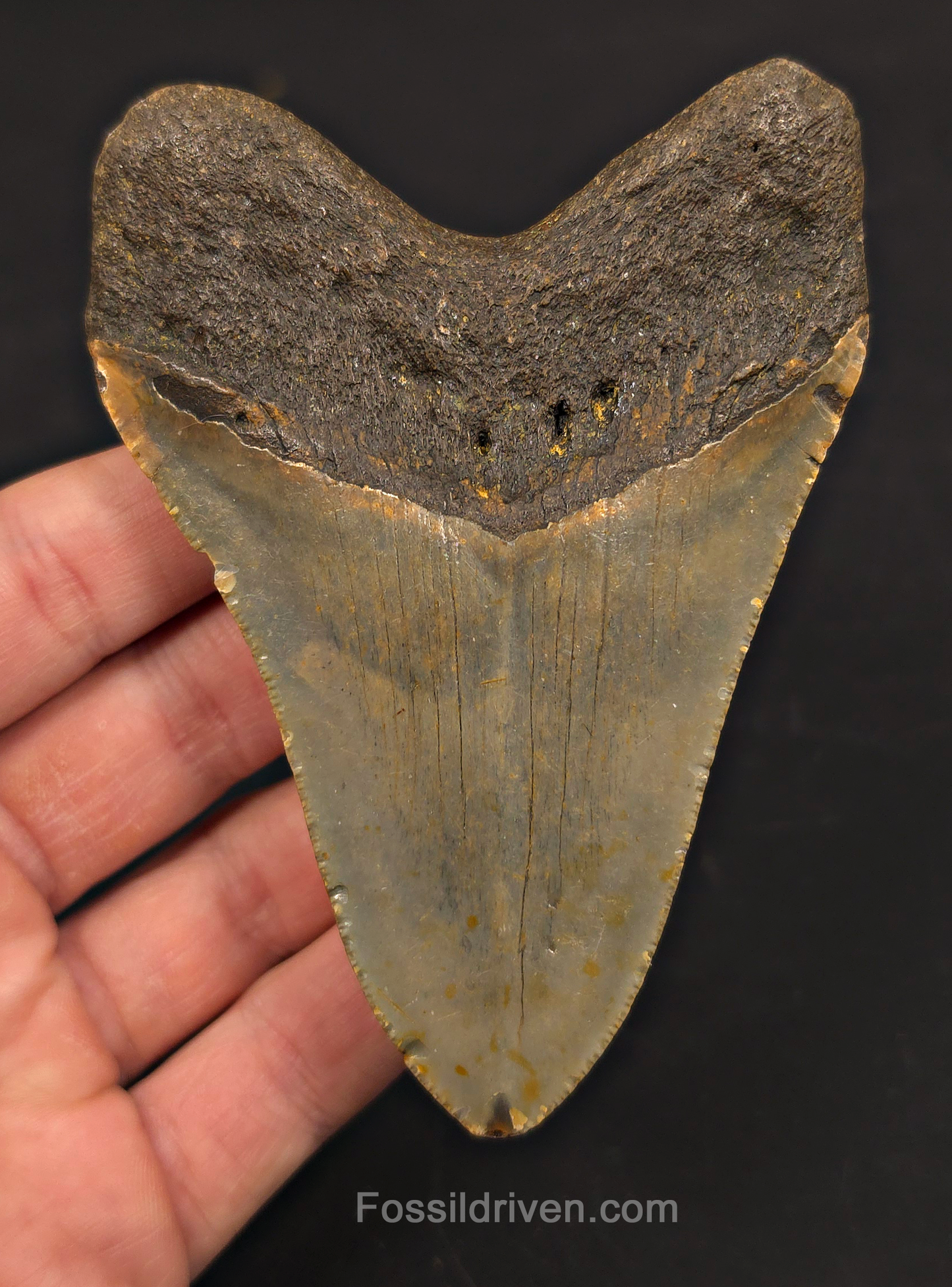 4.26" Fossil Megalodon Tooth - North Carolina | Fossil Driven