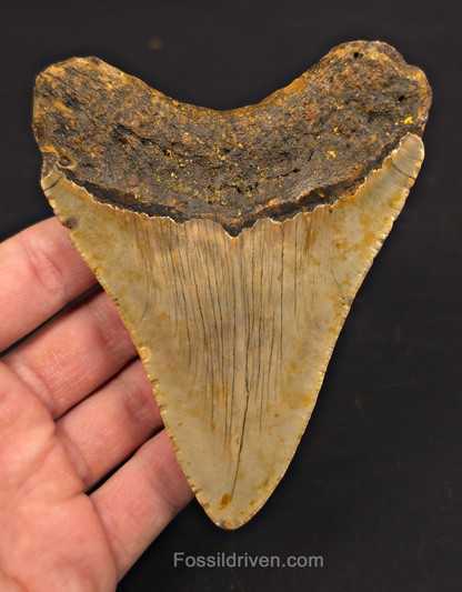 4.42" Fossil Megalodon Tooth - North Carolina | Fossil Driven