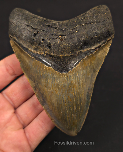 4.62" Fossil Megalodon Tooth - North Carolina | Fossil Driven