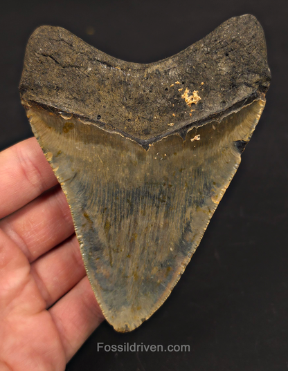 4.62" Fossil Megalodon Tooth - North Carolina | Fossil Driven